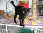 Yuenie - Domestic Short Hair Cat