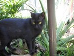 Yuenie - Domestic Short Hair Cat
