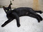 Yuenie - Domestic Short Hair Cat