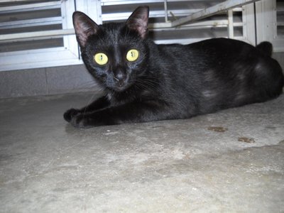 Yuenie - Domestic Short Hair Cat