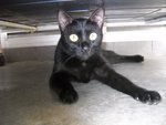 Yuenie - Domestic Short Hair Cat
