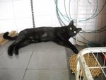 Yuenie - Domestic Short Hair Cat