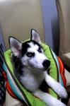 Blue Eyes Husky For Sale - Husky Dog