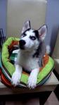 Blue Eyes Husky For Sale - Husky Dog