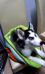 Blue Eyes Husky For Sale - Husky Dog