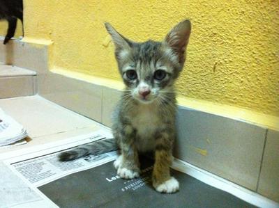 Fun Siblings - Domestic Short Hair Cat