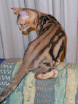 PF32539 - Bengal Cat