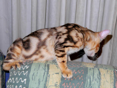 PF32539 - Bengal Cat