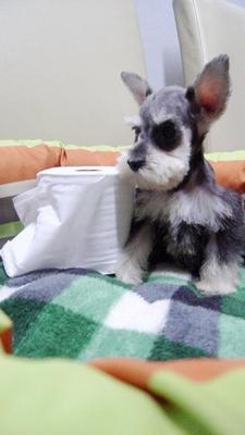 Very Tiny Miniature Schnauzer - Schnauzer Dog