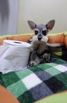 Very Tiny Miniature Schnauzer - Schnauzer Dog