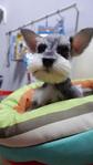 Very Tiny Miniature Schnauzer - Schnauzer Dog