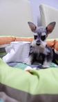 Very Tiny Miniature Schnauzer - Schnauzer Dog
