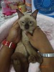 Sun Light - Siamese Cat