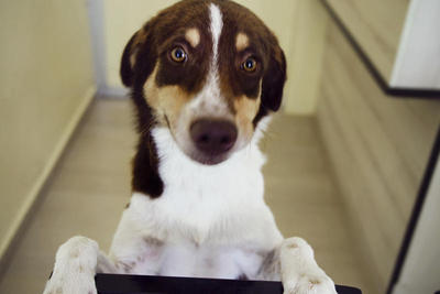 Prince - Brittany Spaniel Mix Dog