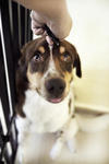 Prince - Brittany Spaniel Mix Dog