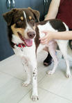 Prince - Brittany Spaniel Mix Dog