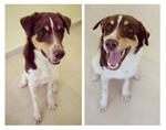 Prince - Brittany Spaniel Mix Dog