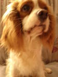 Shino &amp; Kaemon  - Cavalier King Charles Spaniel Dog