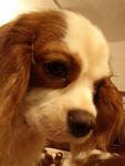 Shino &amp; Kaemon  - Cavalier King Charles Spaniel Dog