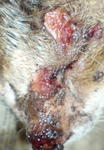 close-up of the wound