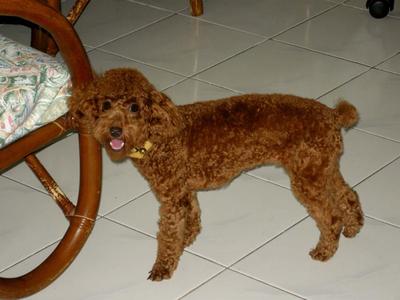 Coco - Poodle Dog