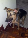 Sherphed Girl - German Shepherd Dog Dog