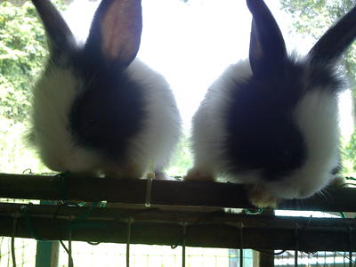 Arnab Murah / Rabbit Cheap - Angora Rabbit Rabbit