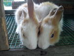 Arnab Murah / Rabbit Cheap - Angora Rabbit Rabbit