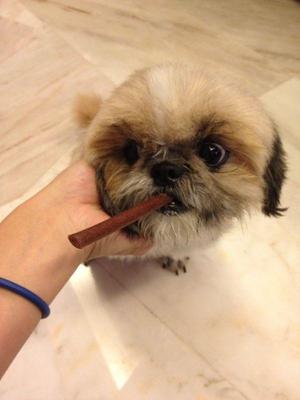 Momo - Shih Tzu Dog