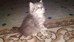 Adeq - Persian Cat