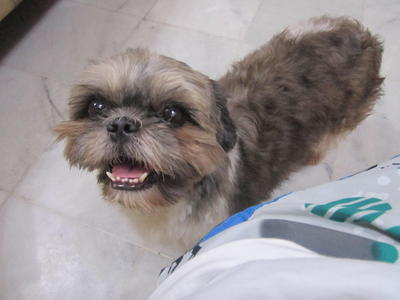 PF32613 - Shih Tzu Dog