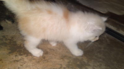  Sikecik - Domestic Long Hair + Persian Cat