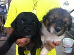 the one on the right has been adopted this evening 6pm 24/06