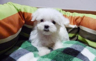 Maltese For Sale - Maltese Dog