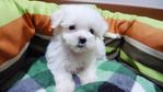 Maltese For Sale - Maltese Dog