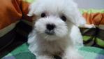 Maltese For Sale - Maltese Dog