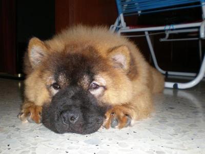 圆圆 - Chow Chow Dog