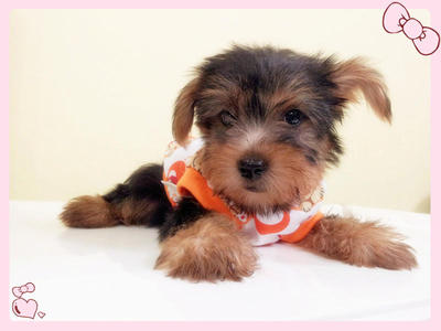 Silky Terries  - Silky Terrier Dog