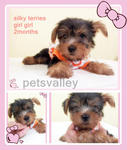 Silky Terries  - Silky Terrier Dog