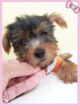 Silky Terries  - Silky Terrier Dog