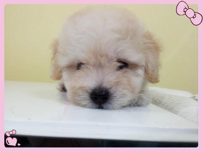 White Cream Tiny Poodle - Poodle Dog