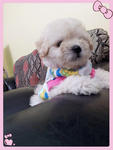 White Cream Tiny Poodle - Poodle Dog