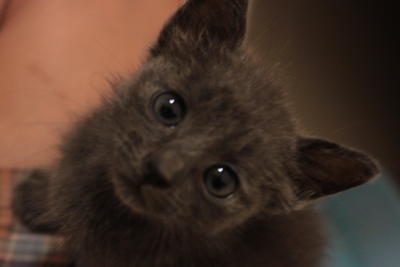 Grey-eyed Silver Kitty! - Domestic Long Hair Cat