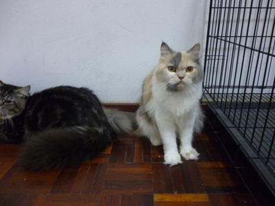 PF32661 - Domestic Long Hair + Persian Cat