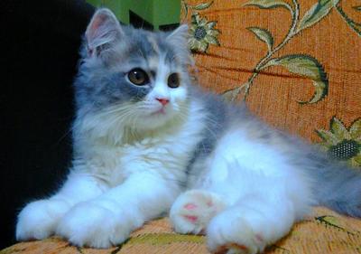 Adorable Female 1 - Persian Cat