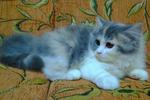 Adorable Female 1 - Persian Cat