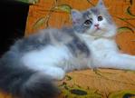 Adorable Female 1 - Persian Cat