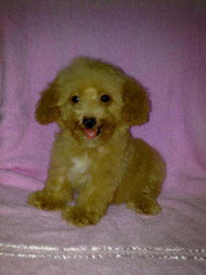 Short Leg Toy Poodle Cheap-sold - Poodle Dog