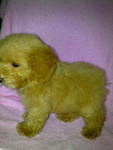 Short Leg Toy Poodle Cheap-sold - Poodle Dog