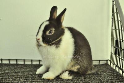 Netherland Dwarf - Black Vm - Netherland Dwarf Rabbit